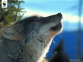 /album/fenykepgaleria/farkas-707619-66469-jpg/